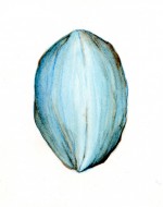 Blue seed 2007 by Gina Kalabishis