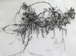 Bundanon Banksias 2018 by Gina Kalabishis