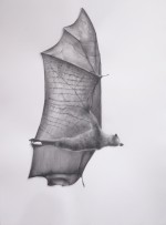 Melbourne’s Flying Fox No.2 2021 by Gina Kalabishis
