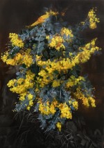 Mt Morgan Wattle 2026 by Gina Kalabishis