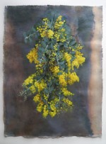 Wattle for Clara 2026 by Gina Kalabishis